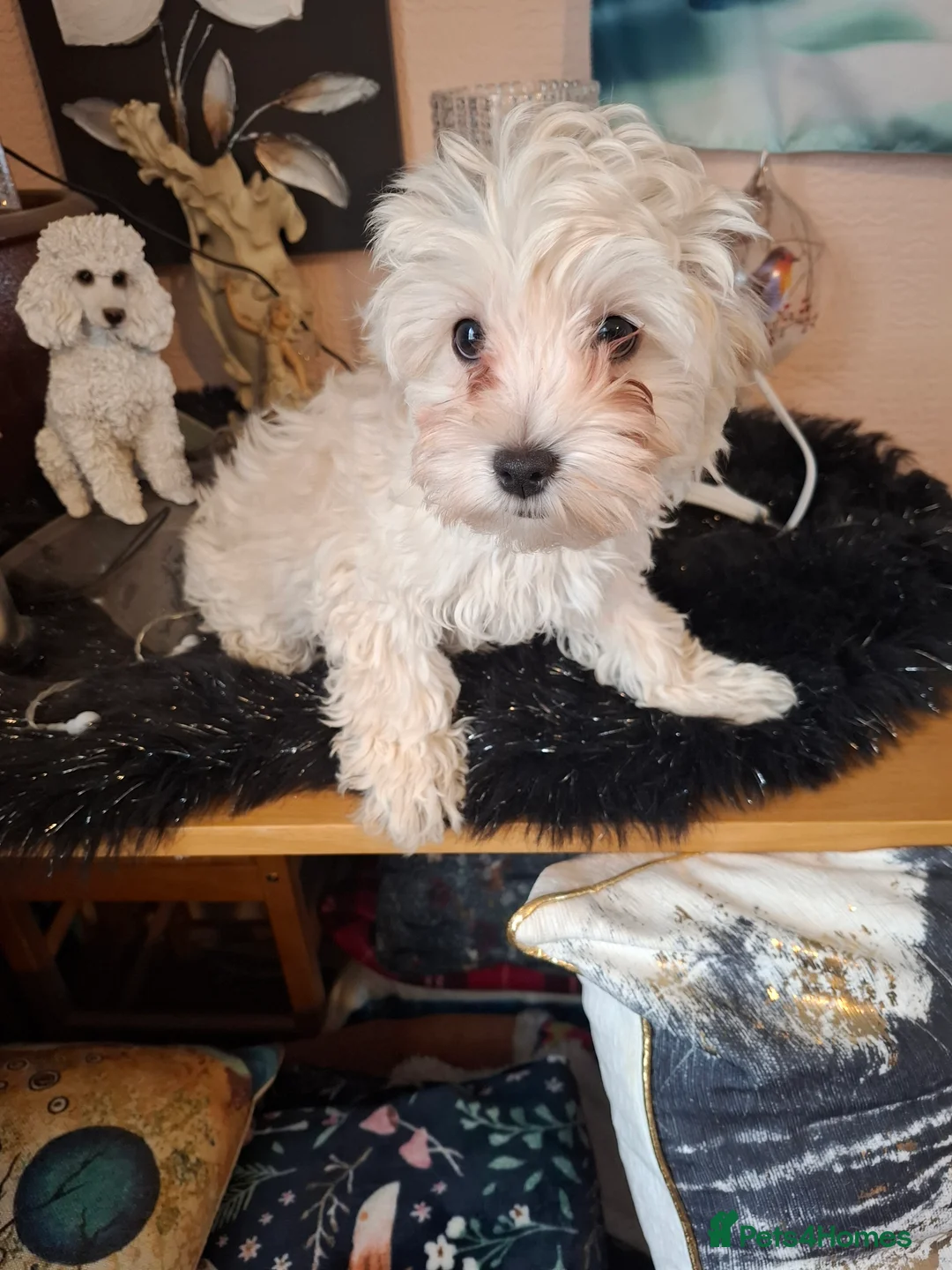 Maltipoo dogs for sale: Maltipoo puppy - Advert 2