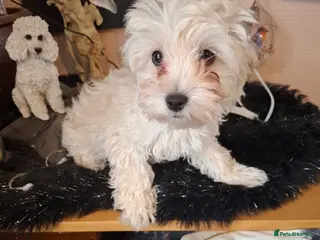Maltipoo dogs Maltipoo puppy in Watford - Advert 16
