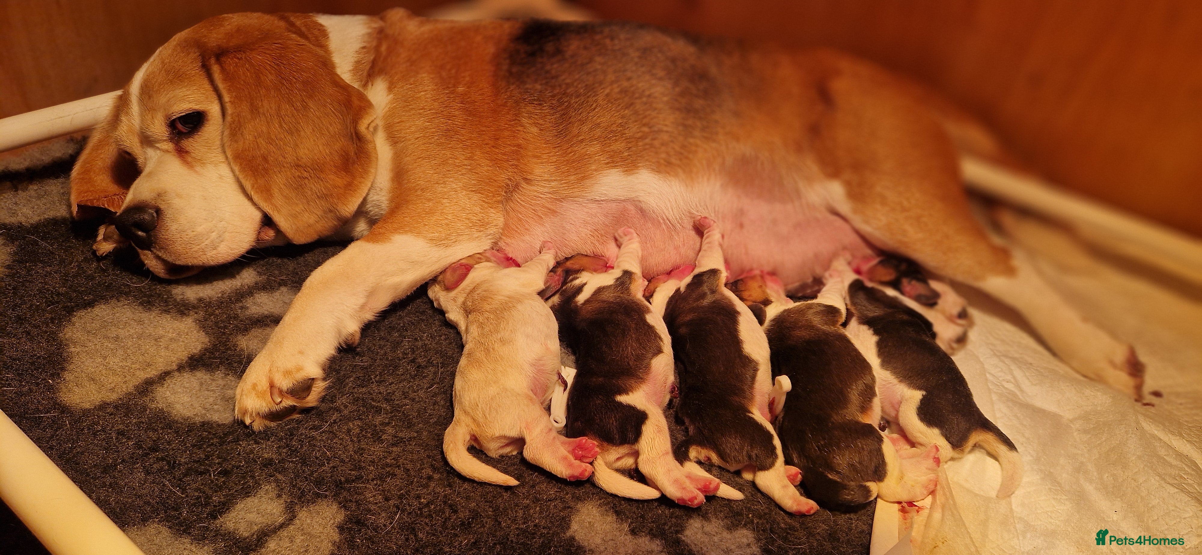 Beagle dogs RKC health tested, family reared puppies for sale in Leek - Advert 1