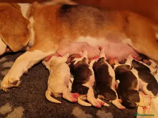 Beagle dogs RKC health tested, family reared puppies for sale in Leek - Advert 1