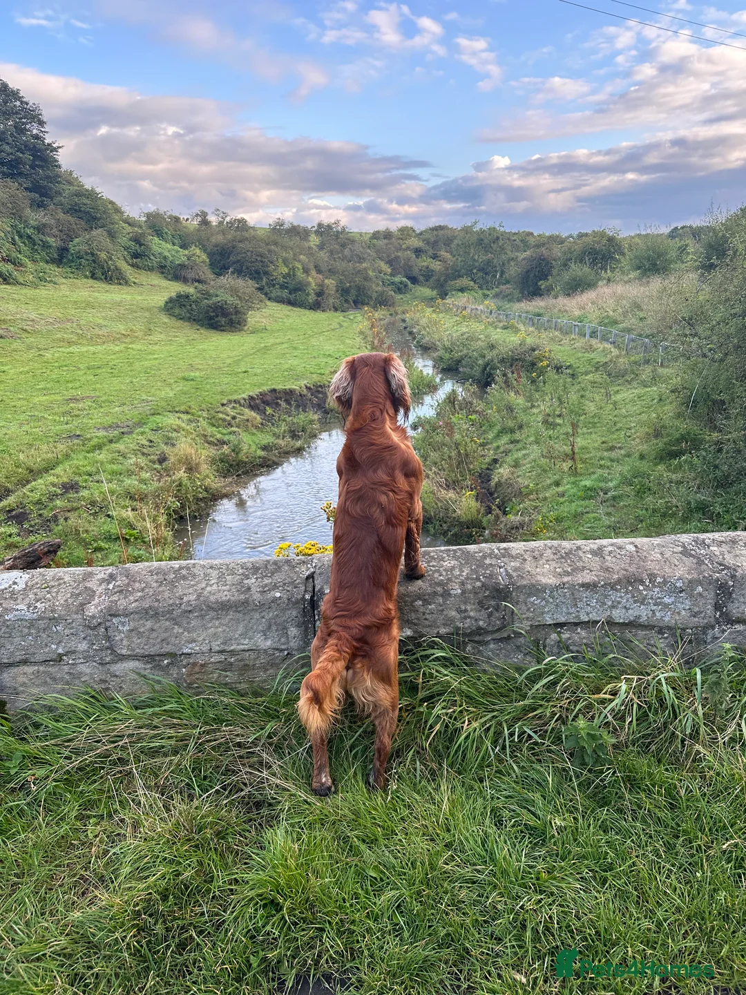 Cocker Spaniel dogs for stud: K.C Deep Red Working Cocker Proven Stud in Cramlington - Advert 10