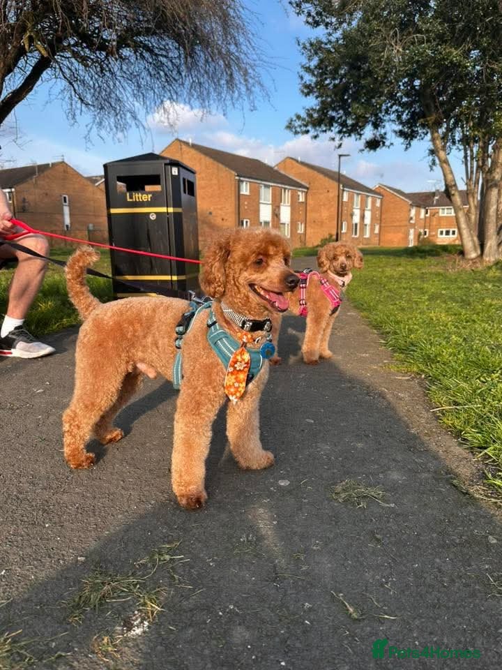 Toy Poodle dogs Proven toy poddle stud - Advert 7