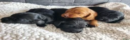 Cocker Spaniel dogs for sale: KC REGISTERED, DNA HEALTH TESTED in Bishop Auckland - Advert 2