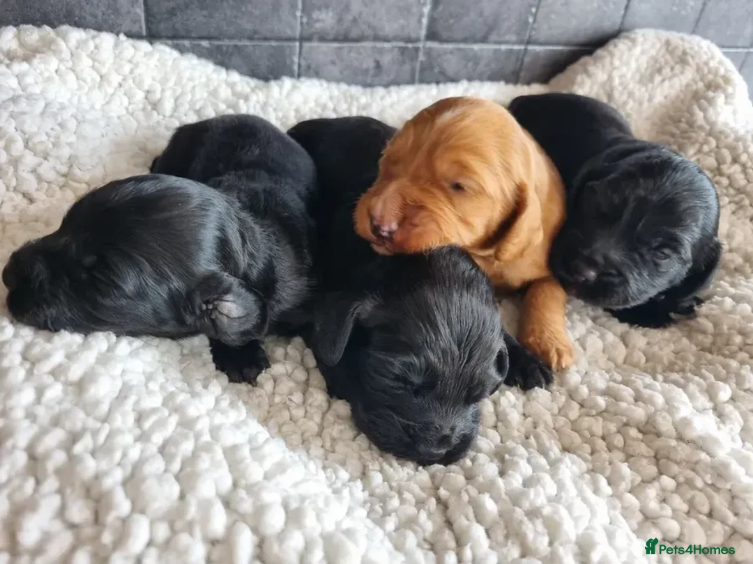 Cocker Spaniel dogs for sale: KC REGISTERED, DNA HEALTH TESTED in Bishop Auckland - Advert 2