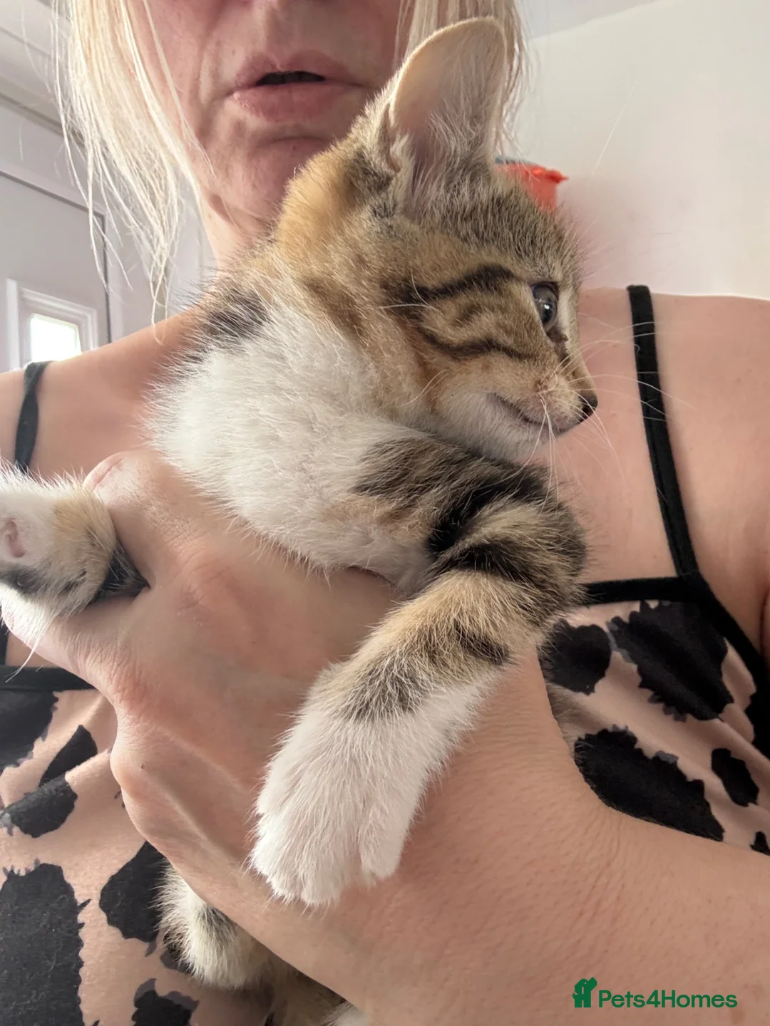 Mixed Breed cats for sale:  2 STUNNING TABBY KITTENS  - Advert 2