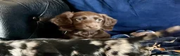 Mixed Breed dogs for sale: Working Cocker Spaniel x Longhair Dachshund - Advert 12