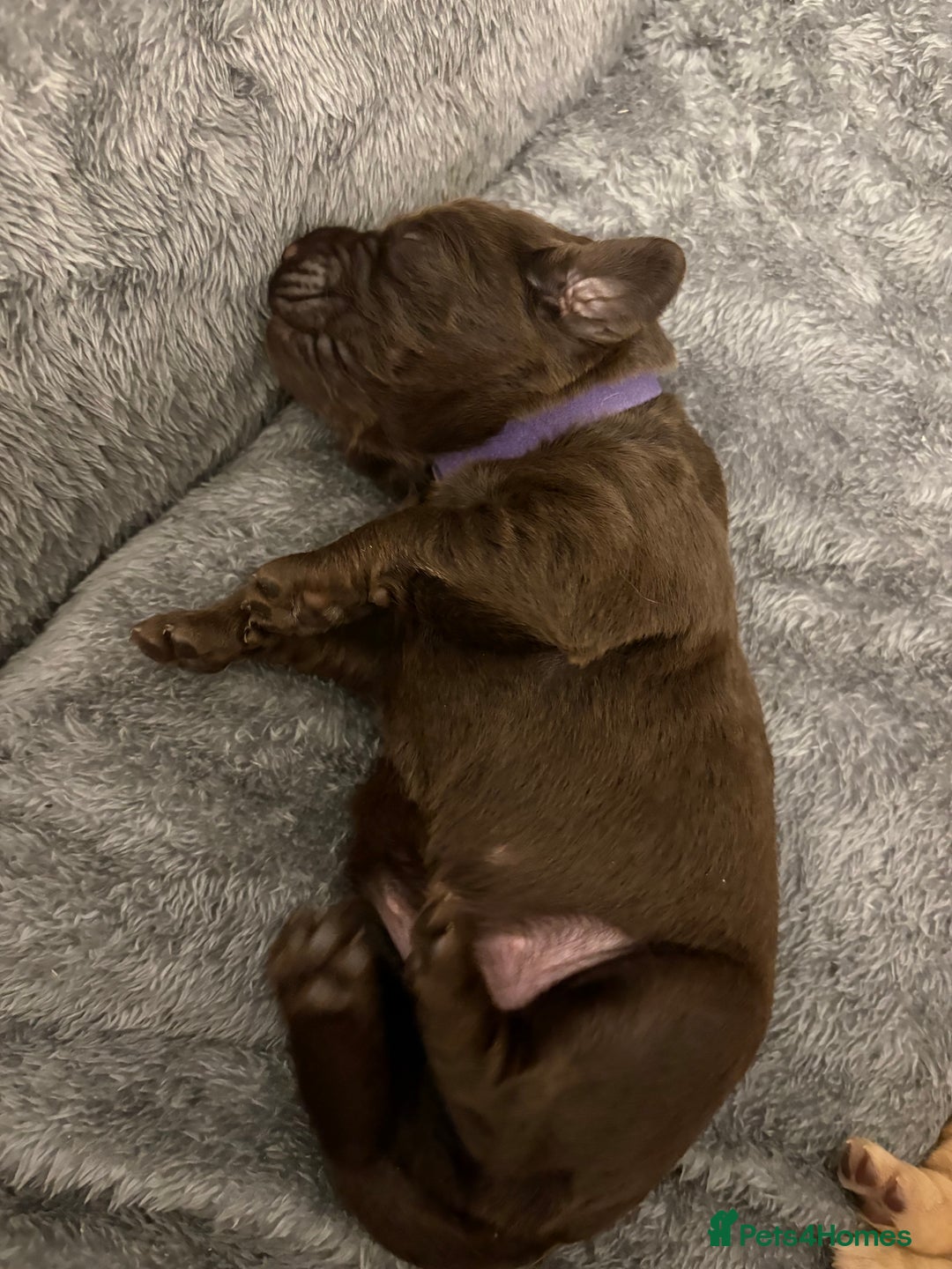 Cockerdor dogs for sale: labrador/ cockerdor Puppies  - Advert 7