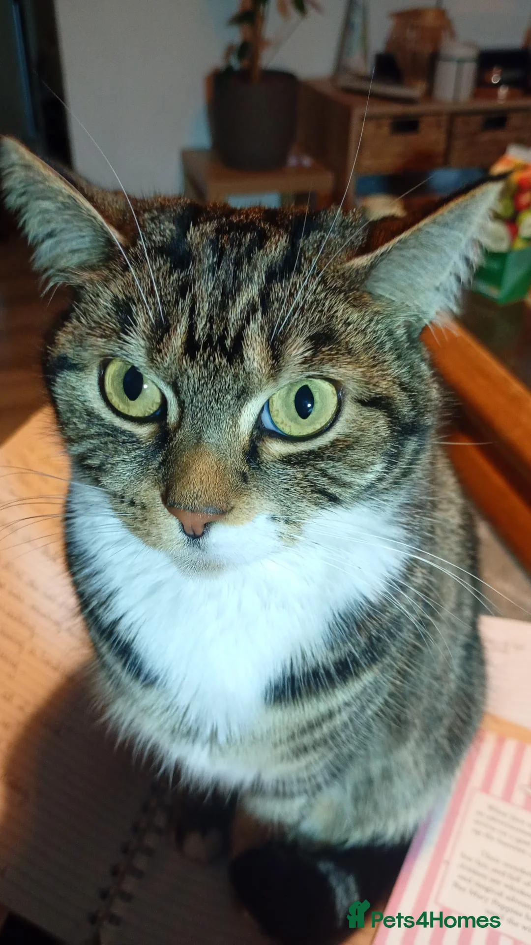 Mixed Breed cats for sale: Henry looking for a loving new home in Swindon - Advert 5