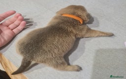 Mixed Breed dogs for sale: French bull weinners  - Image 7