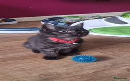 Persian cats for sale: A loveable Persian kitten - Image 21