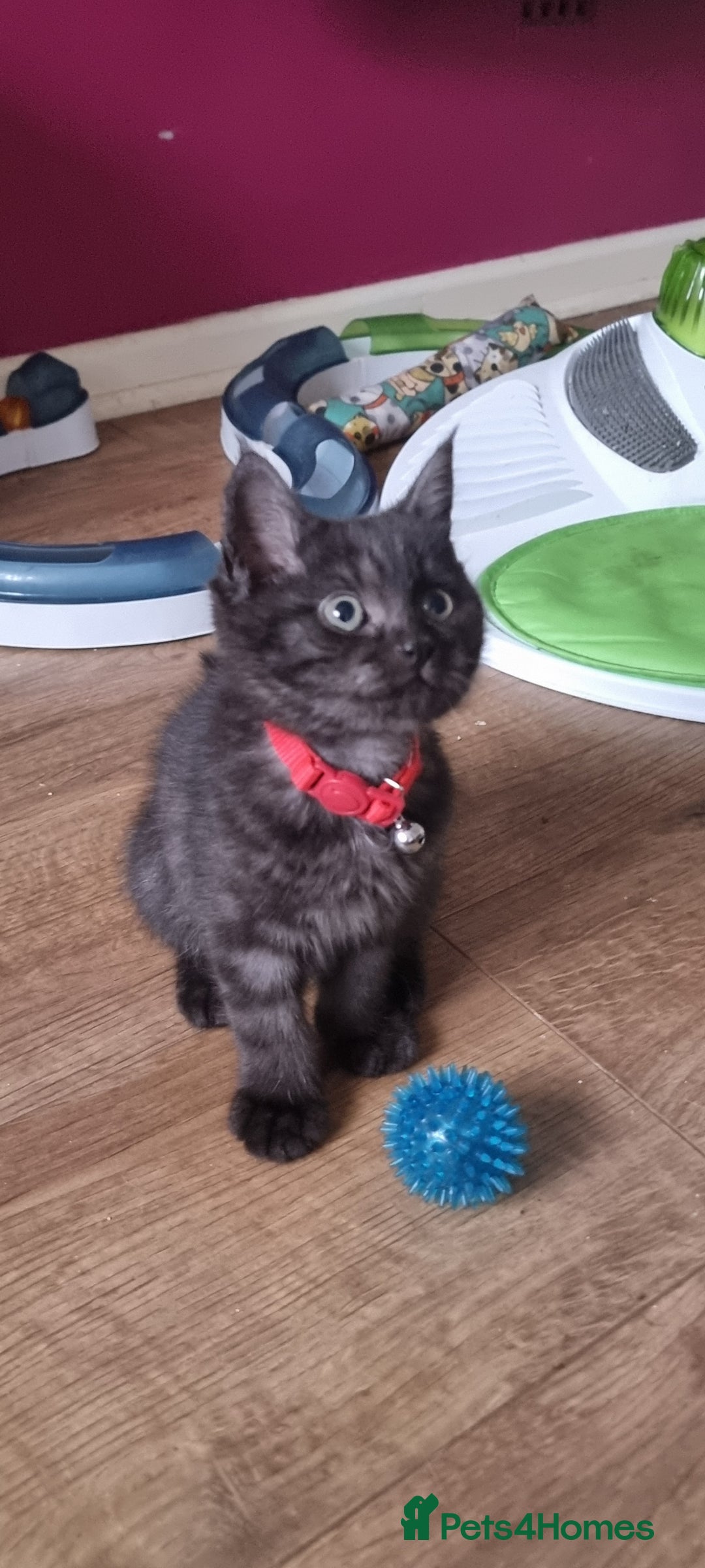 Persian cats for sale: A loveable Persian kitten - Image 21