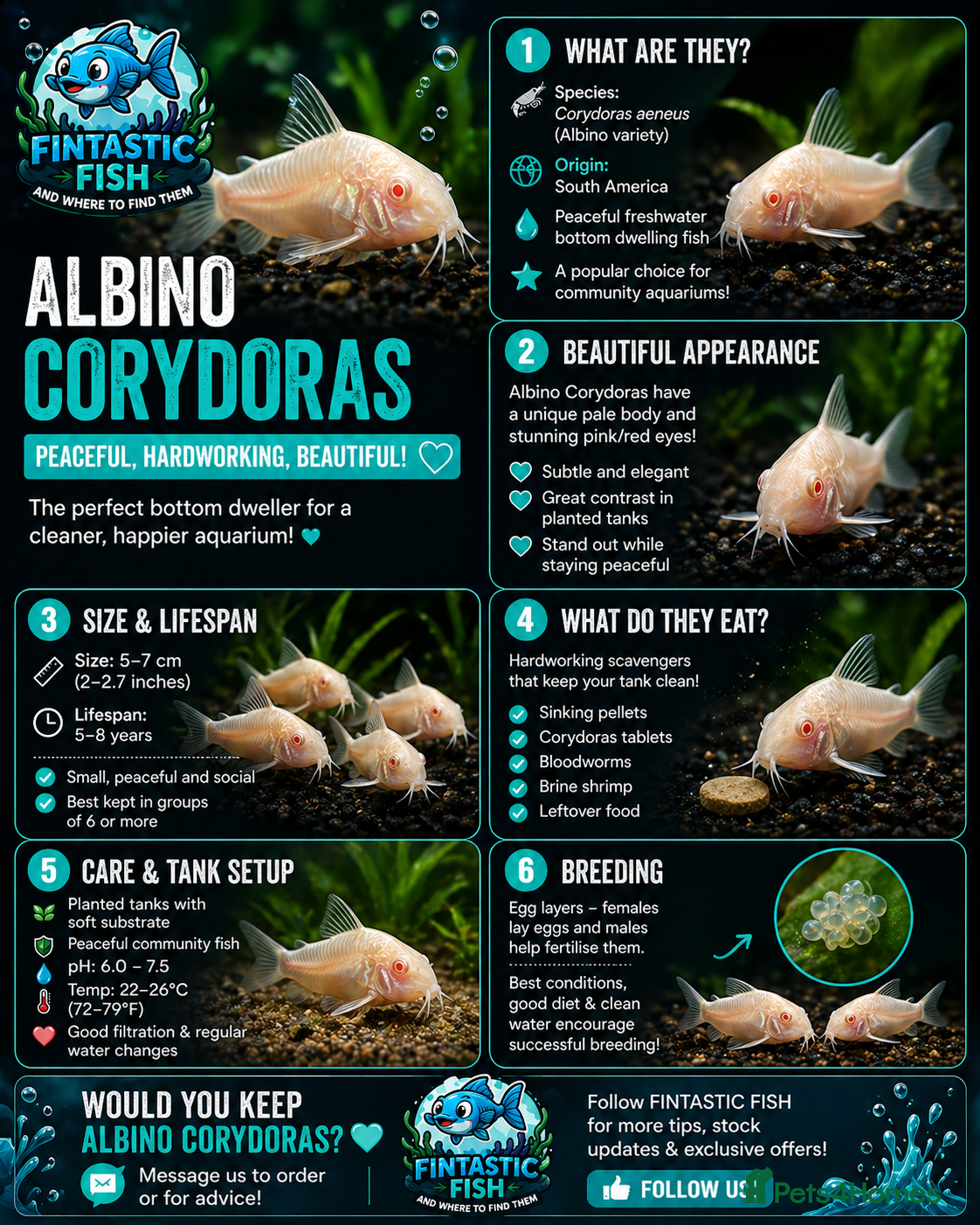 Catfish fish Albino corydoras  - Advert 2