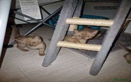 Burmese cats for sale: Burmese Kittens – Two Chocolate  - Image 6