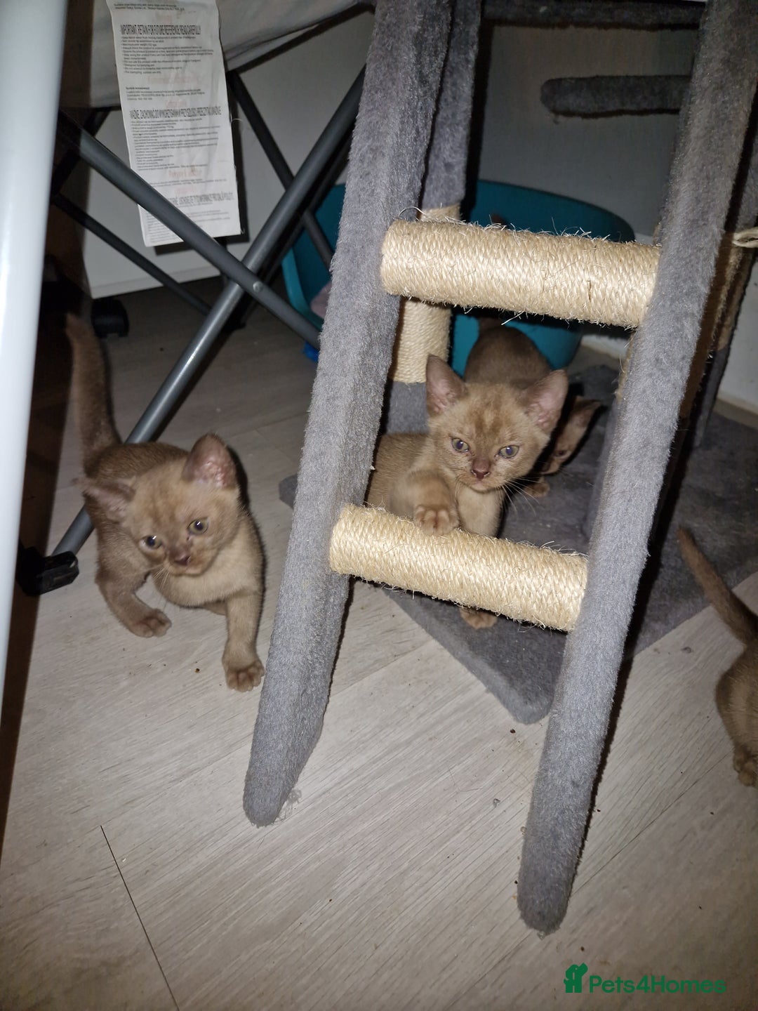 Burmese cats for sale: Burmese Kittens – Two Chocolate  - Image 6