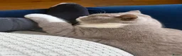 British Shorthair cats for sale: Sweet Male Cat + Automatic Feeders - Advert 4