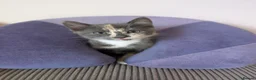 Mixed Breed cats for sale: Archie and Alice  in Midhurst - Advert 9