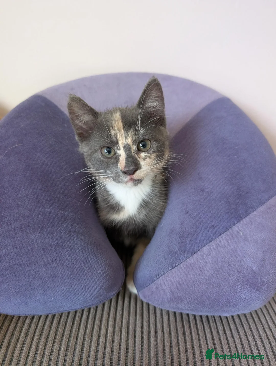 Mixed Breed cats for sale: Archie and Alice  in Midhurst - Advert 9