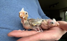Cockatiels birds for sale: Hand Reared Baby Cockatiels - Image 4