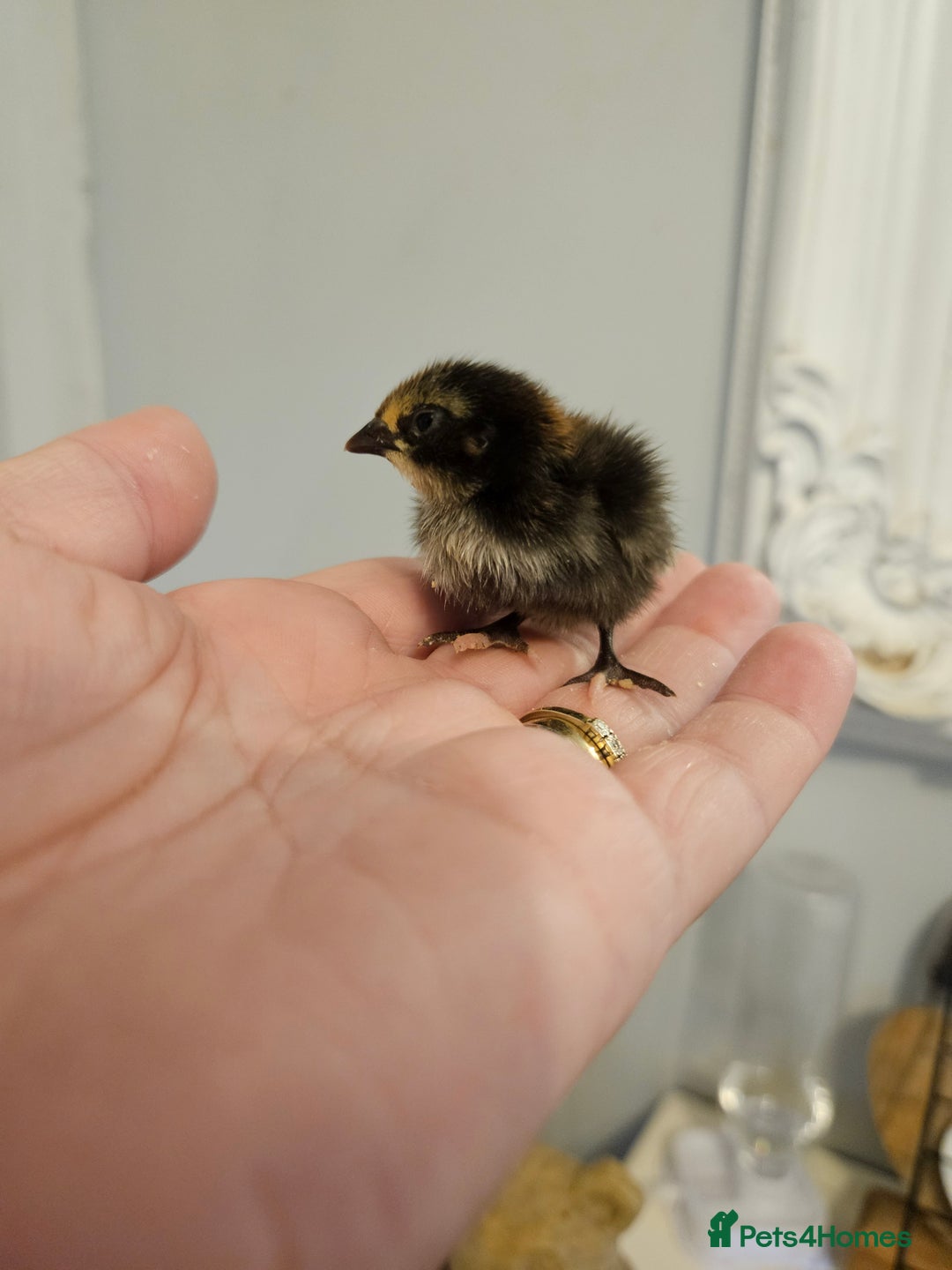 Quail poultry for sale: Quails  - Image 2