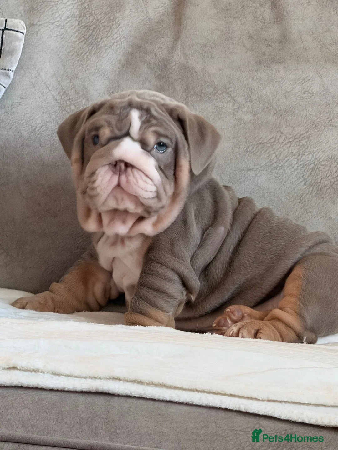 English Bulldog dogs for sale: Stunning lilac tri girl  in Swanley - Advert 2