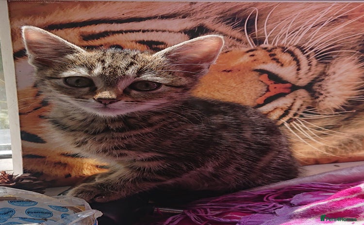 Mixed Breed cats - Advert 1