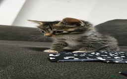 Mixed Breed cats for sale: Two playful loving kittens - Image 11
