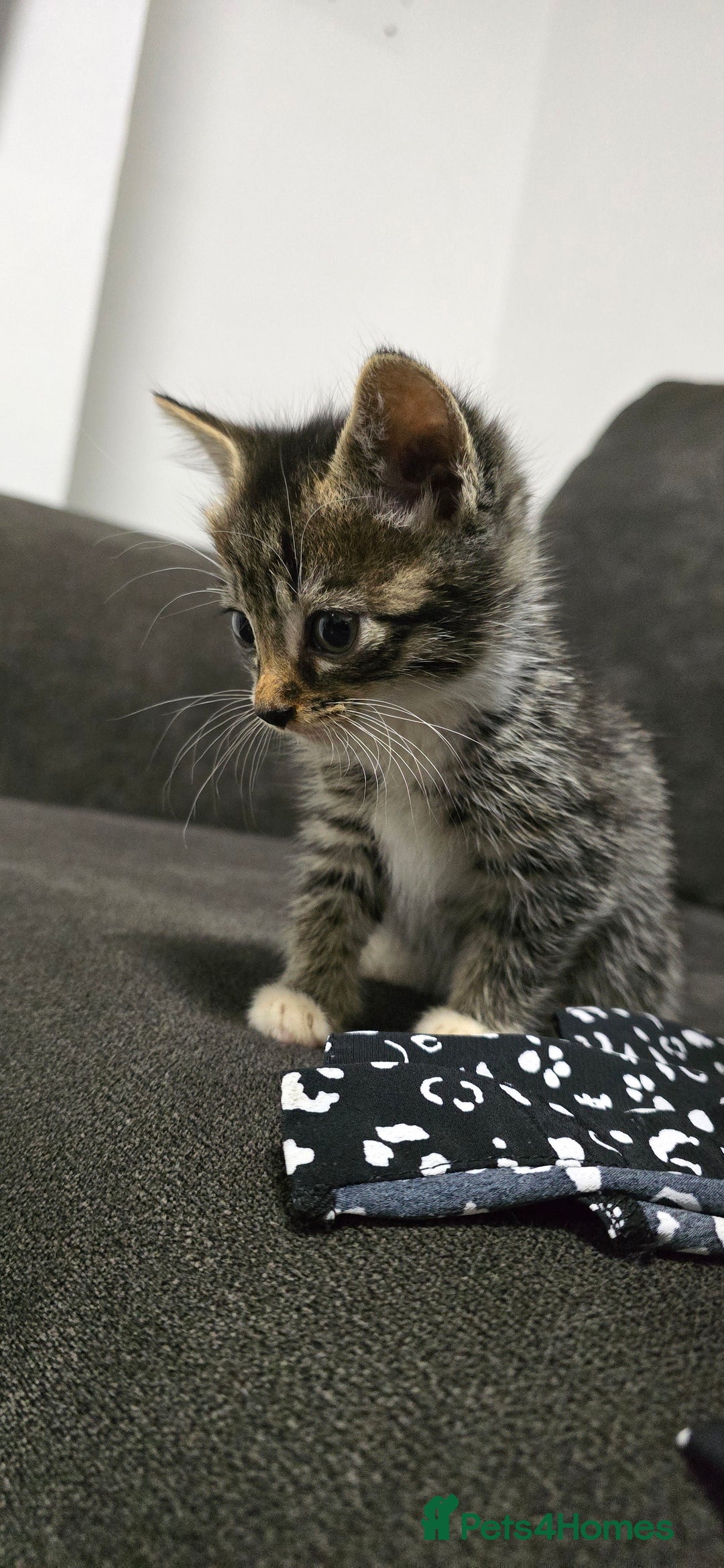 Mixed Breed cats for sale: Two playful loving kittens - Image 11