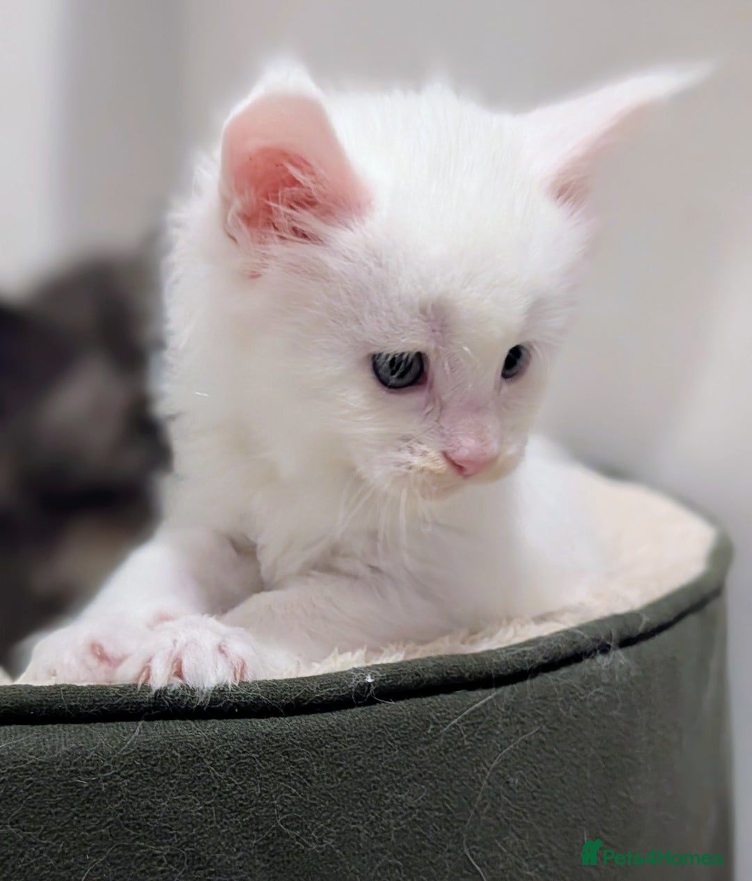 Maine Coon cats for sale: Beautiful Tica Registered Maine Coon Kittens  - Advert 17