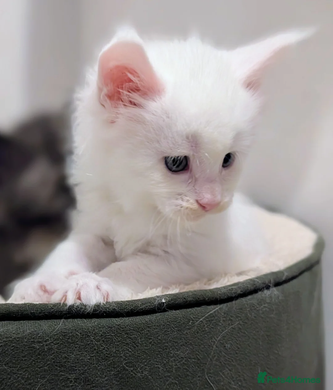 Maine Coon cats for sale: Beautiful Tica Registered Maine Coon Kittens  - Advert 12