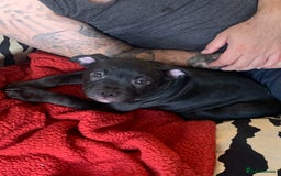 American Bully dogs for sale: Pocket bully pups - Image 18