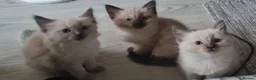 Ragdoll cats for sale: Ragdoll Kittens - Advert 5