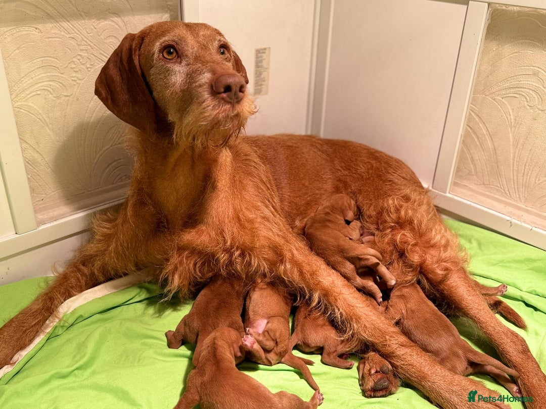 Hungarian Vizsla dogs for sale: Exceptional HWV Pups from Champion Working Lines - Image 2