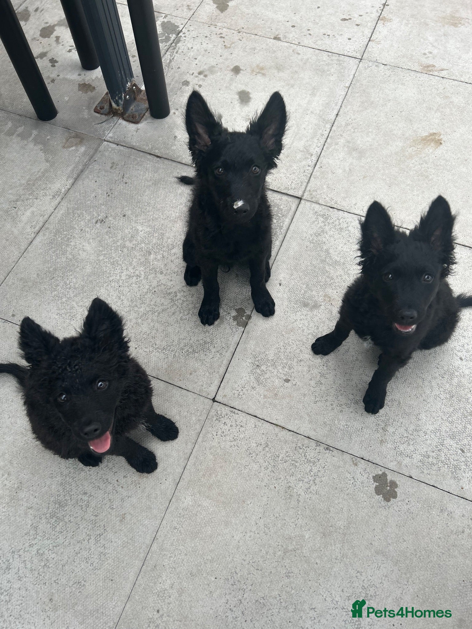 Mudi dogs KC registered Hungarian Mudi puppies  - Advert 2