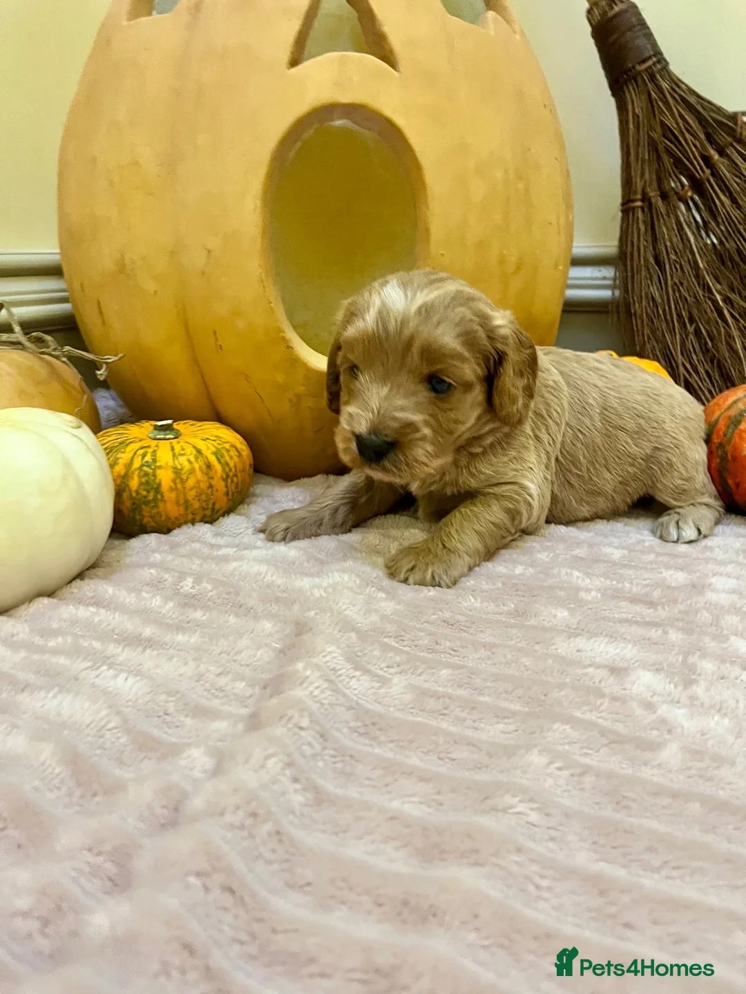 Cockapoo dogs for sale: Double miniature cockapoos  - Advert 1