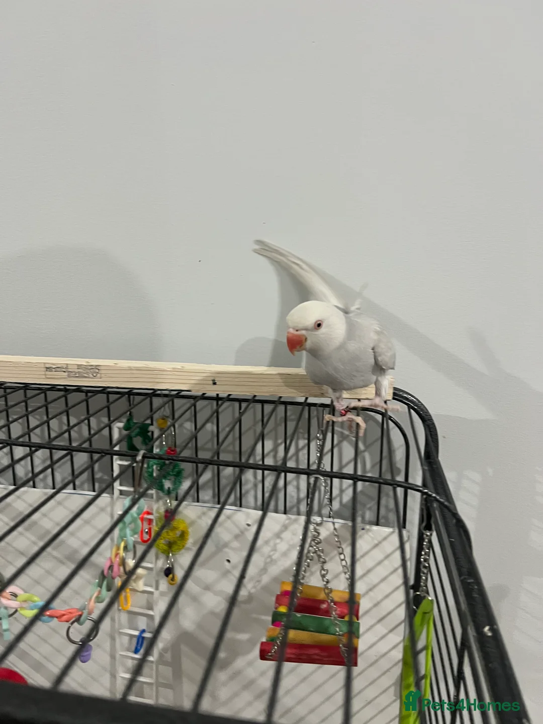 Parrots birds for sale: Grey Indian ringneck Parrot - Advert 6