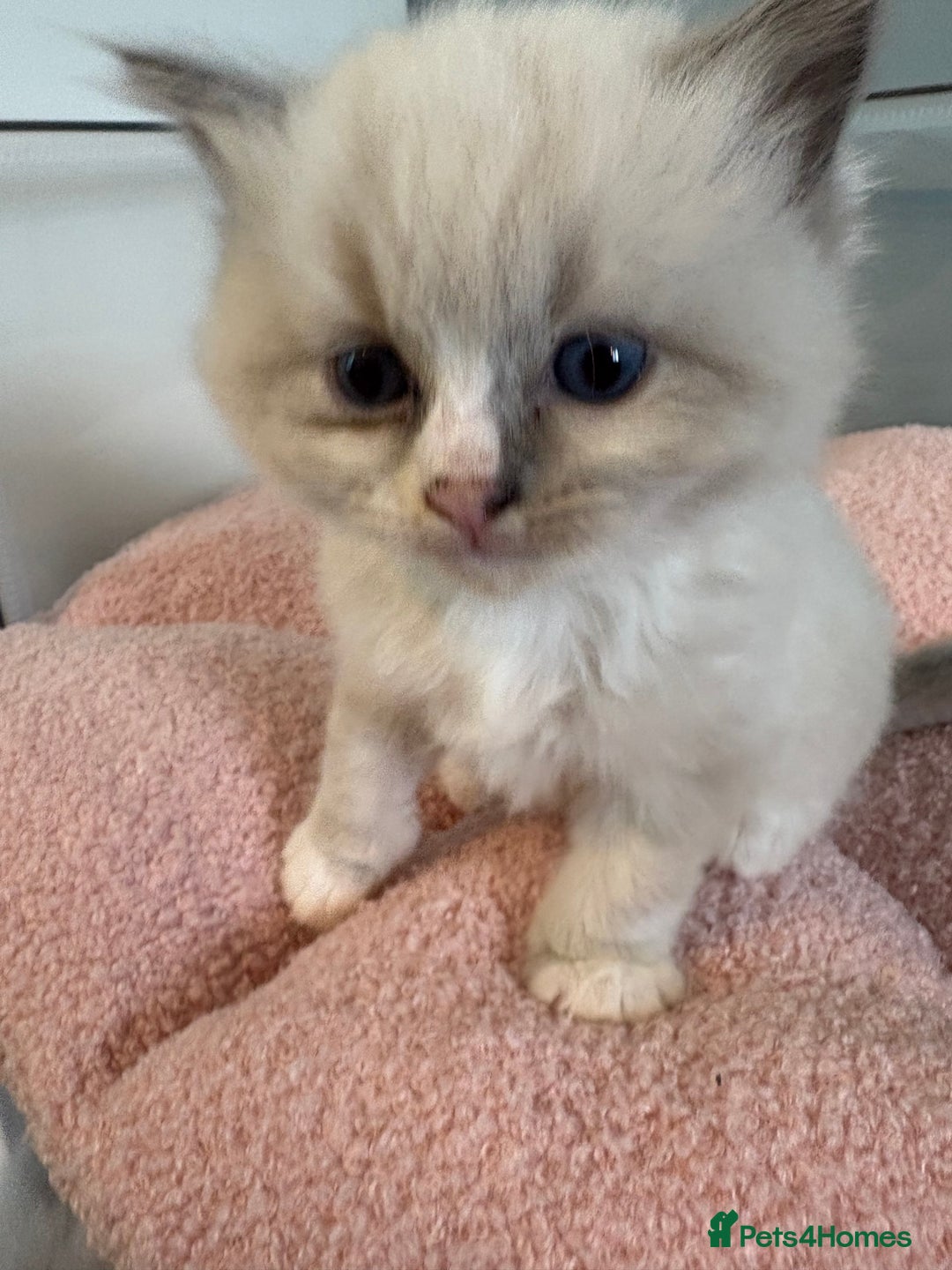 Ragdoll cats for sale: Beautiful purebred Ragdoll kittens - Image 8