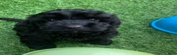 Cockapoo dogs for sale: Super cute 2 Tiny Female Cockapoo Pups - Advert 18