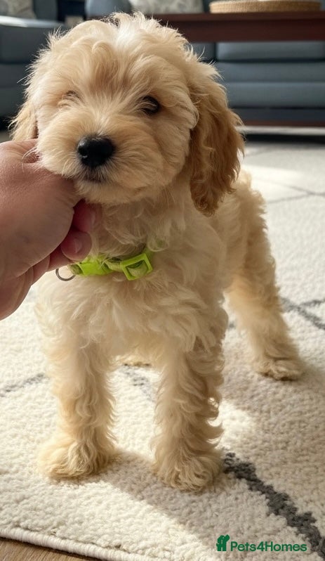 Cockapoo dogs Miniature cockapoo s - Advert 2