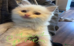 Ragdoll cats for sale: Stunning Ragdoll kittens for sale - Image 10