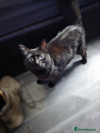 Mixed Breed cats Cats need a good home - Advert 20