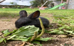 Lionhead rabbits for sale: Family of mixed lion head and mini lops. - Image 6