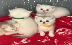 British Shorthair cats for sale: Stunning BSH golden silver kittens TICA - Image 14