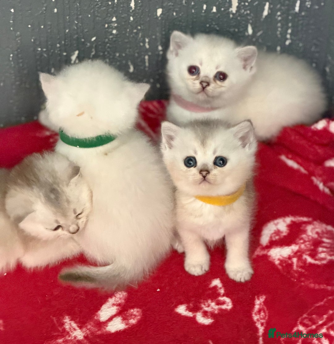 British Shorthair cats for sale: Stunning BSH golden silver kittens TICA - Image 14