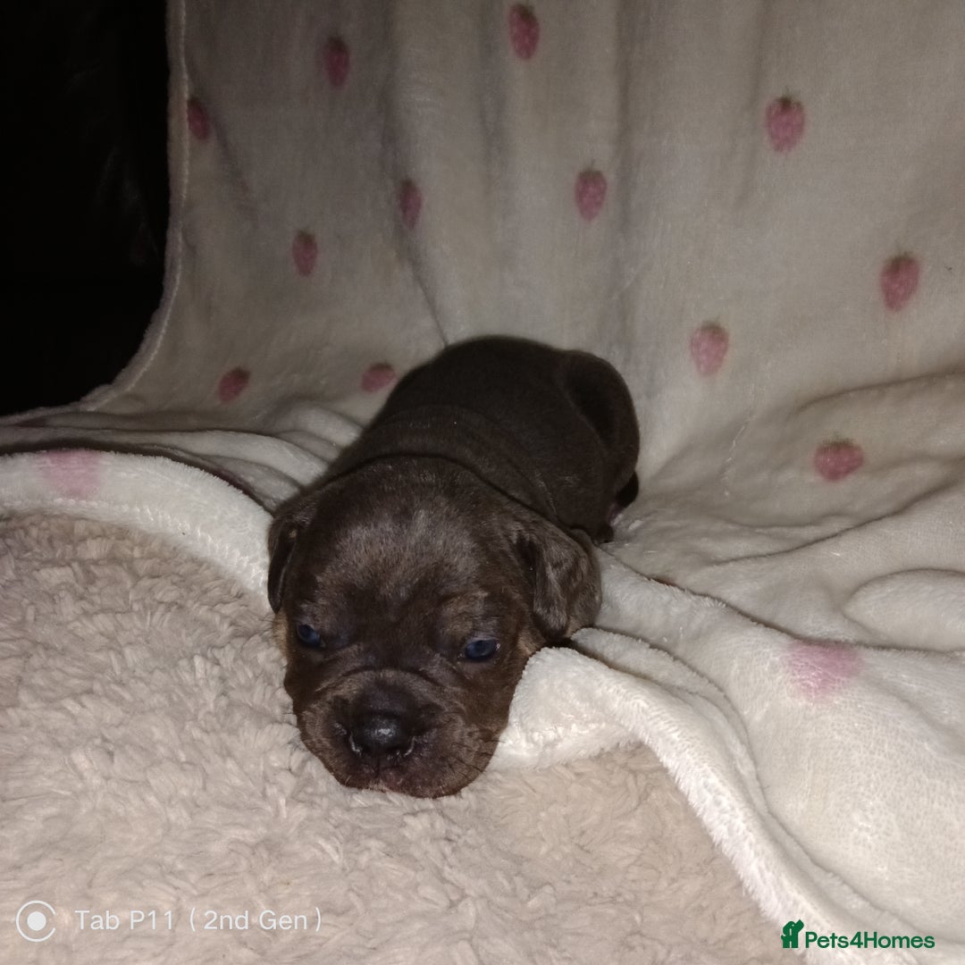 Olde English Bulldogge dogs for sale: Olde English bulldogge puppys - Advert 30