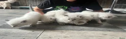Ragdoll cats for sale: Fluffy ragdoll kitty’s  - Advert 26