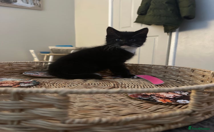 Mixed Breed cats - Advert 2