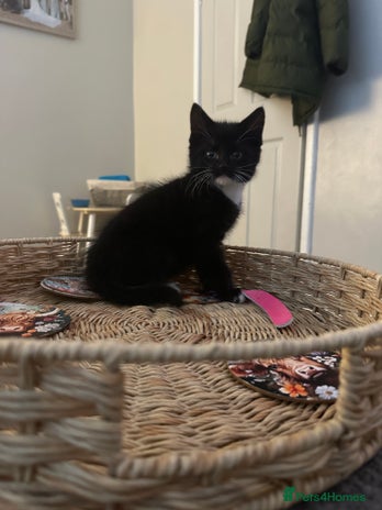 Mixed Breed cats - Advert 2