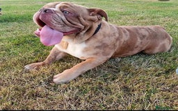 Olde English Bulldogge dogs for stud: 2 olde English bulldogs brothers for stud - Image 3