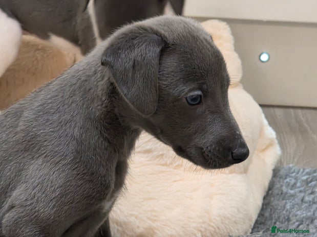 Whippet dogs Stunning kc reg whippets - Advert 2