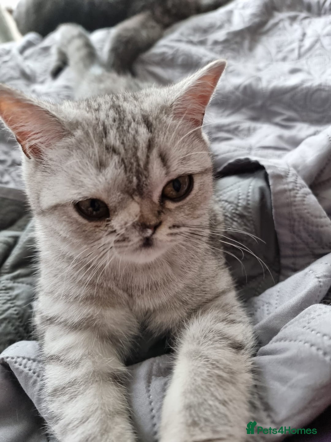 British Shorthair cats for sale: Silver Tabby Classic 5 Months Old GCCF Pedigree - Image 15